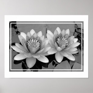 Poster de flutuação de Waterlily Lotus