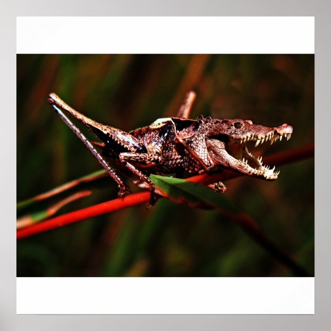 Poster de foguete (Frente)