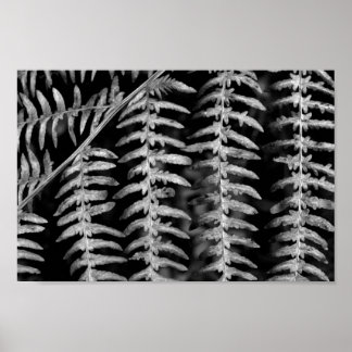 Poster de folhas brancas e pretas