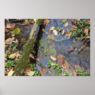 Poster de Forest Creek