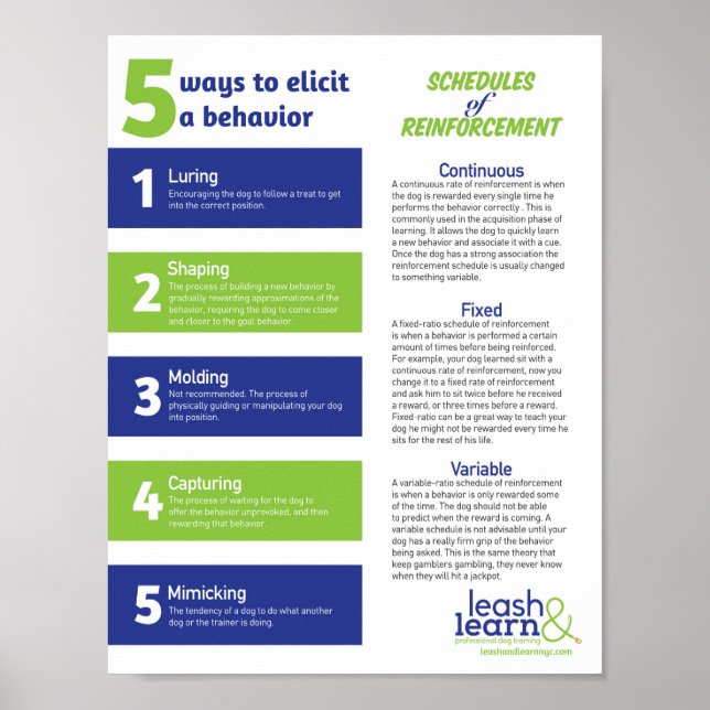 Poster de Formação de Cães (Frente)