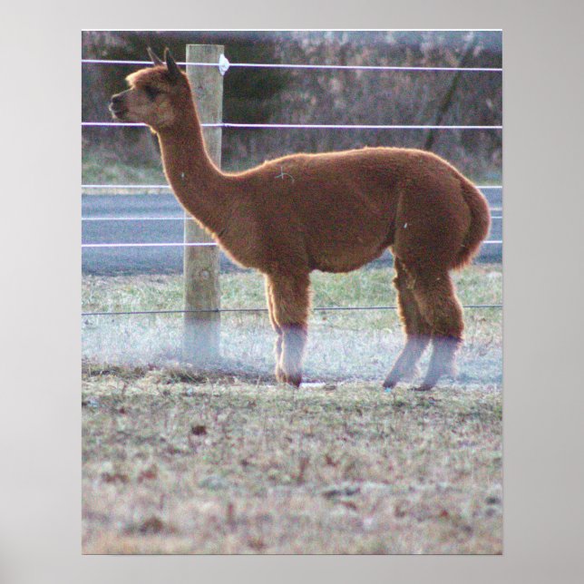 Poster de Foto Alpaca (Frente)