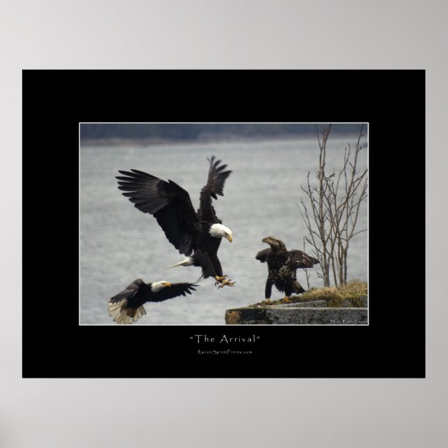 POSTER de Foto ANDANDO BALD EAGLE (Frente)