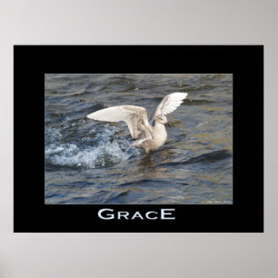 POSTER de Foto Aterrissagem GRACE Sea-Gull