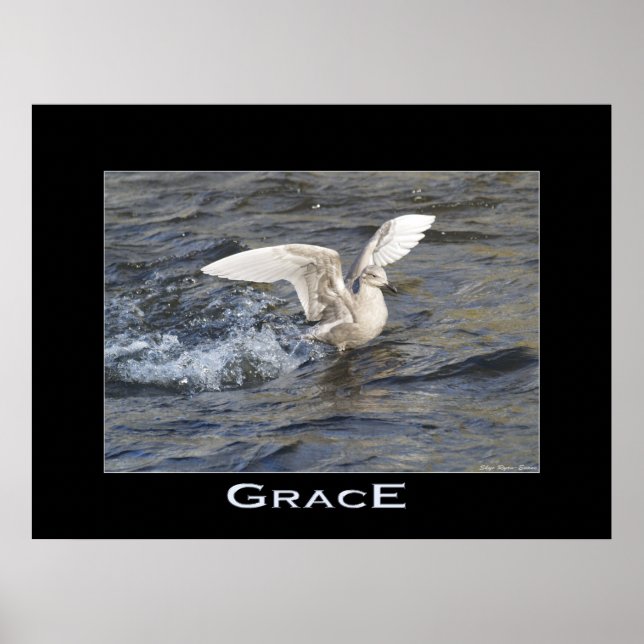 POSTER de Foto Aterrissagem GRACE Sea-Gull (Frente)