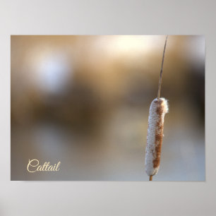 Poster de Foto da Planta de Taboa