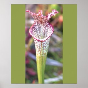 Poster de Foto da Planta White Pitcher