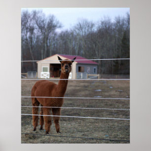 Pôster de Foto de Alpaca