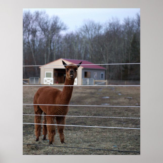 Pôster de Foto de Alpaca (Frente)