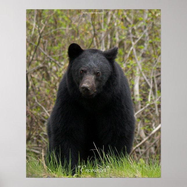 POSTER de Foto de Animais Selvagens BLACK BEAR (Frente)
