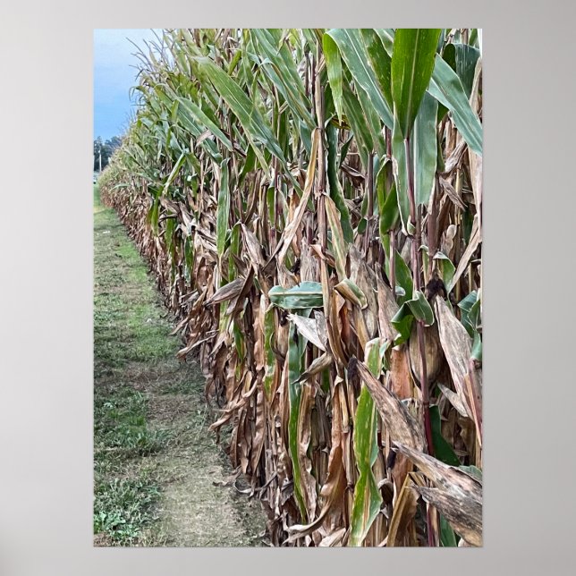 Poster de Foto de Campo de Corn (Frente)