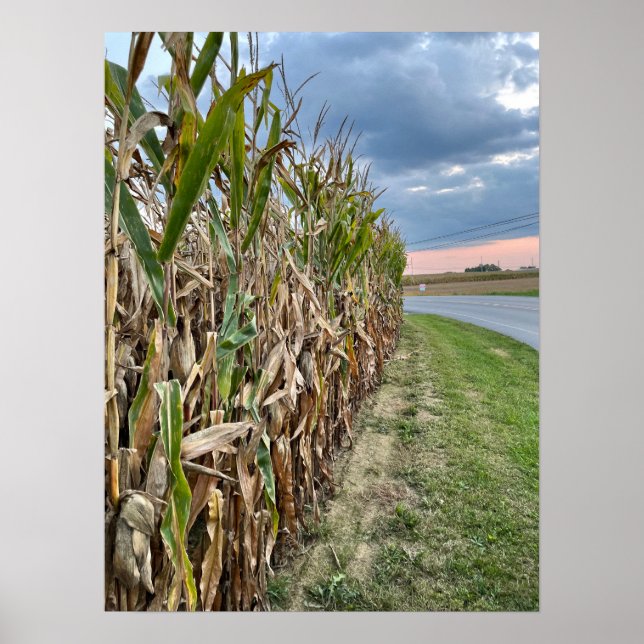 Poster de Foto de Campo de Corn (Frente)