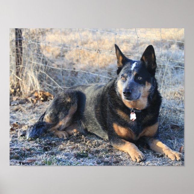 Poster de Foto de Cattle ou de Heeler Azul (Frente)