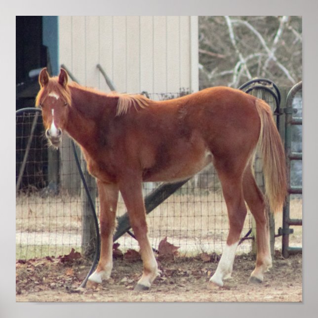 Poster de Foto de Cavalo (Frente)