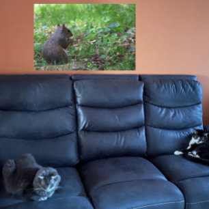 Poster de Foto de Esquilo
