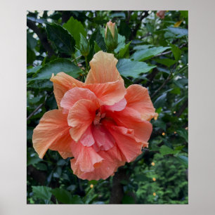 Poster de Foto de Flor Laranja