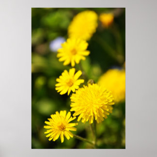 Poster de Foto de Flor Selvagem Amarelo
