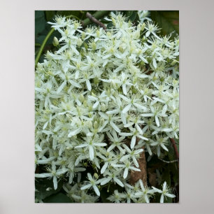 Poster de Foto de Flores Brancas