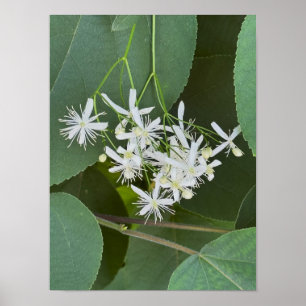 Poster de Foto de Flores Brancas