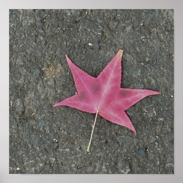 Poster de Foto de Folha Vermelha (Frente)