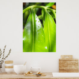 Pôster de Foto de Folhas Verdes Tropicais