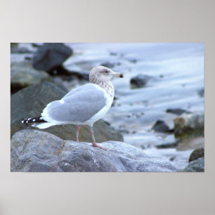Poster de Foto de Gaivota