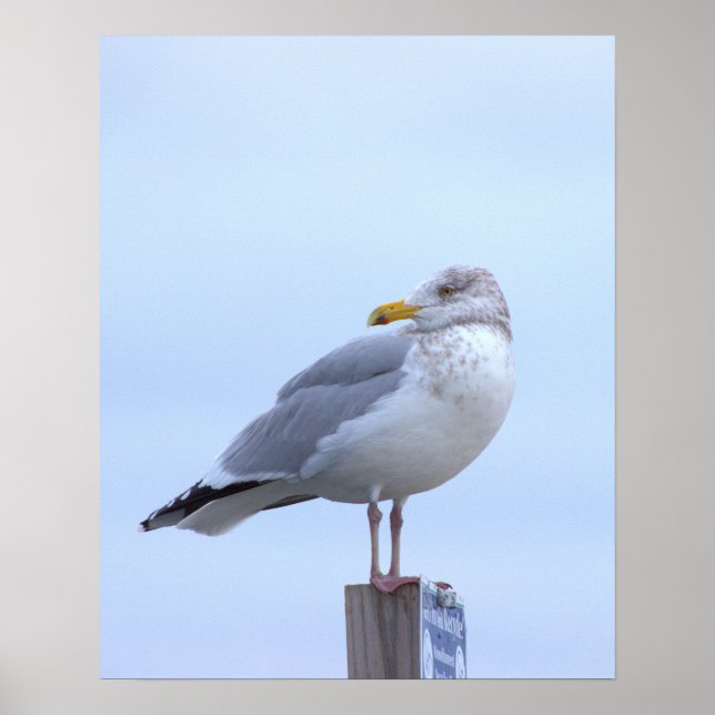 Poster de Foto de Gaivota  (Frente)