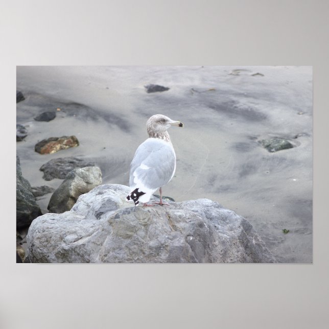 Poster de Foto de Gaivota  (Frente)