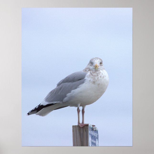 Poster de Foto de Gaivota  (Frente)