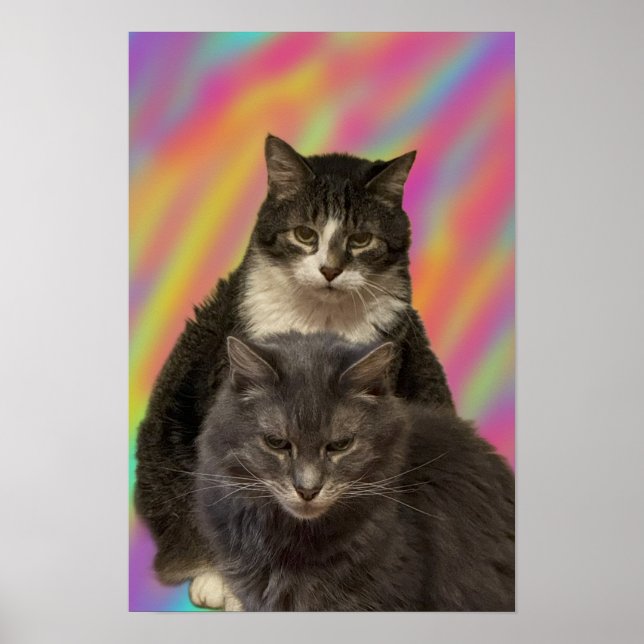 Poster de Foto de Gats (Frente)