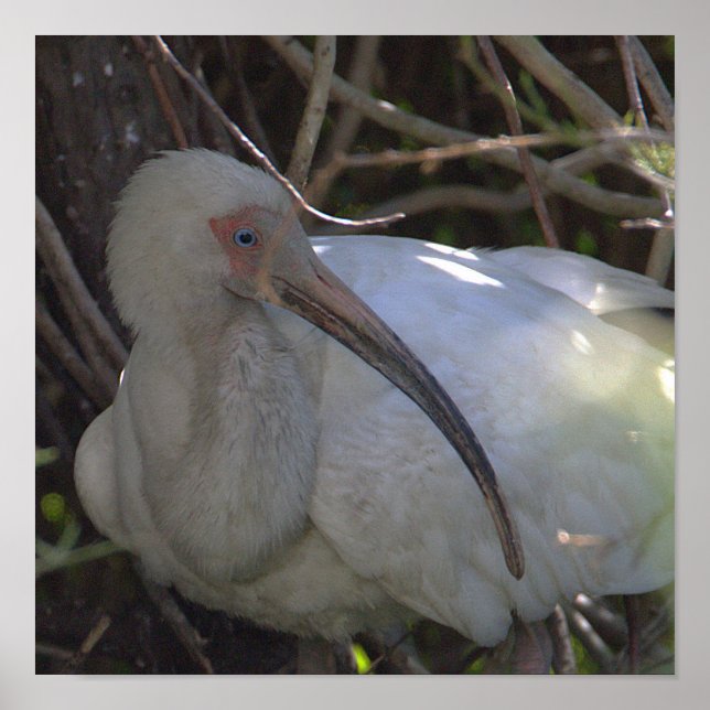 Poster de Foto de Pássaro Ibis Branco (Frente)