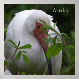 Poster de Foto de Pássaro Ibis Branco