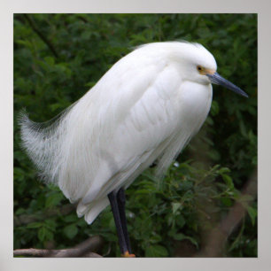 Poster de Foto de Pássaro Snowy Egret