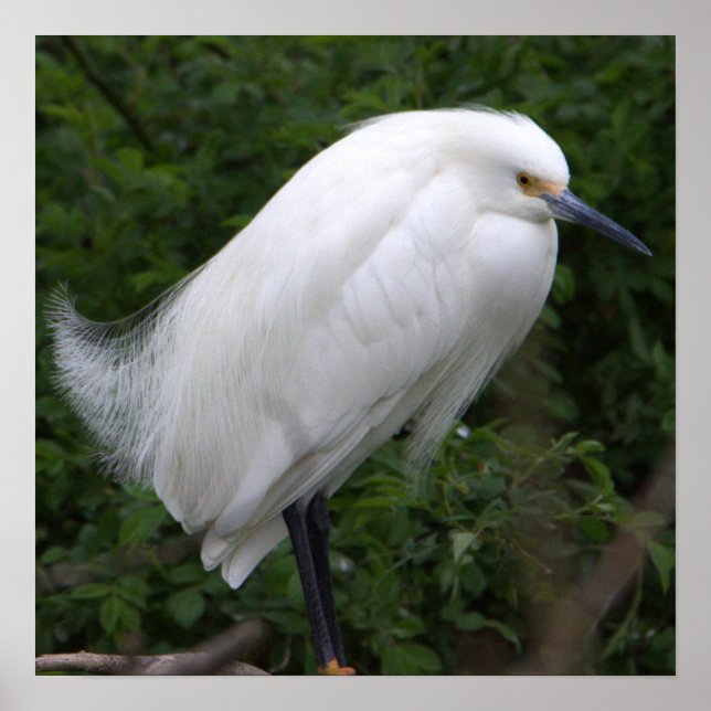 Poster de Foto de Pássaro Snowy Egret (Frente)