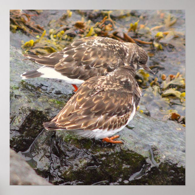 Pôster de Foto de Pássaros em Rochas (Frente)