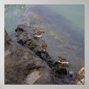 Pôster de Foto de Pássaros em Rochas