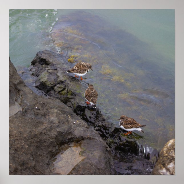 Pôster de Foto de Pássaros em Rochas (Frente)