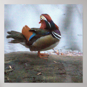 Poster de Foto de Pato Mandarin