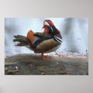 Poster de Foto de Pato Mandarin