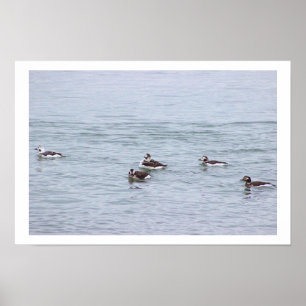 Pôster de Foto de Patos