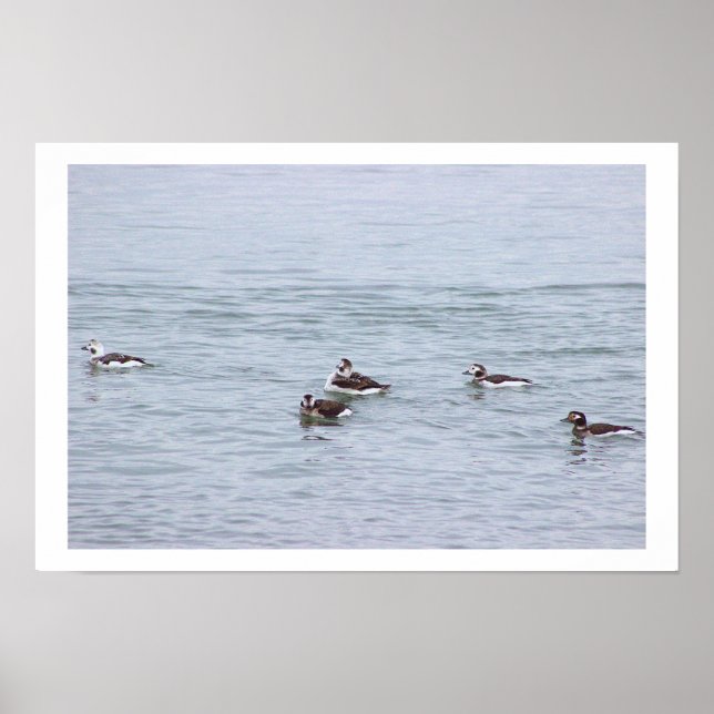 Pôster de Foto de Patos (Frente)