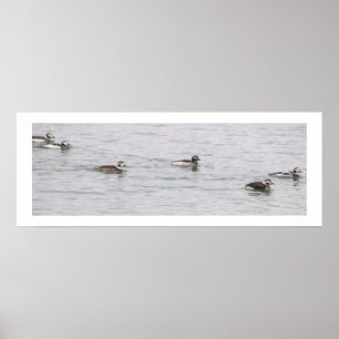 Pôster de Foto de Patos