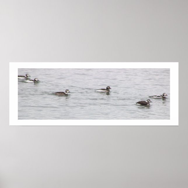 Pôster de Foto de Patos (Frente)