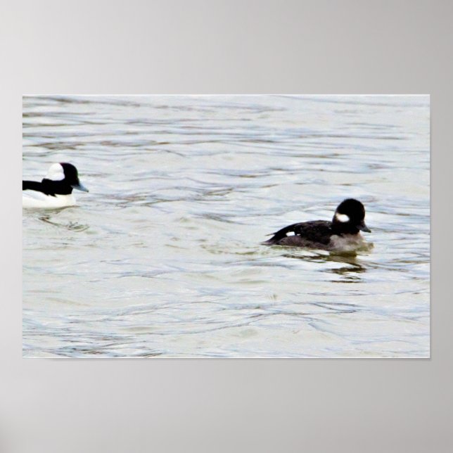 Pôster de Foto de Patos Bufflehead (Frente)