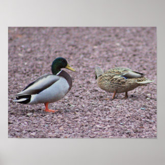 Poster de Foto de Patos de Mallard