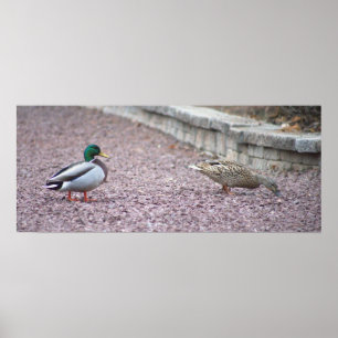 Poster de Foto de Patos de Mallard
