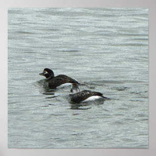 Pôster de Foto de Patos na Água