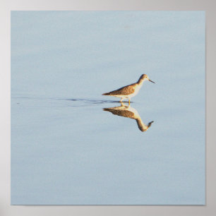 Poster de Foto de Reflexão de Aves Marinhas