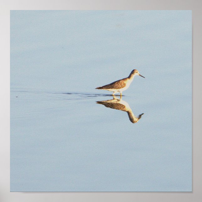 Poster de Foto de Reflexão de Aves Marinhas (Frente)