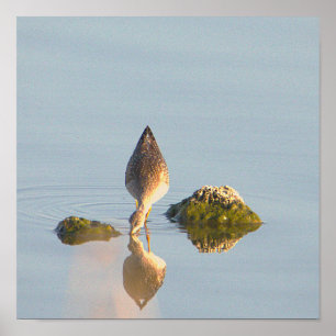 Poster de Foto de Reflexão de Aves Marinhas